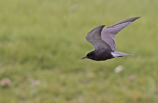 Black Tern 