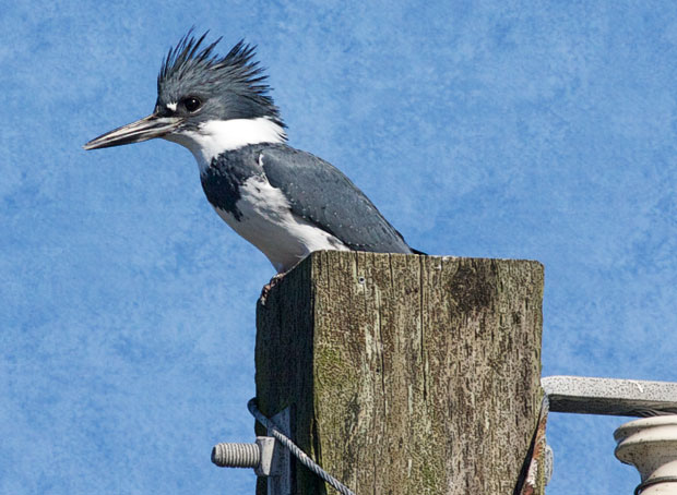 Belted Kingfisher on Pole