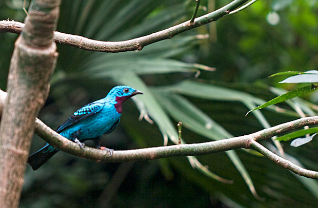 unknown turquoise-colored bird