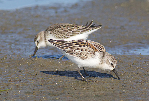Western Sandpipers 