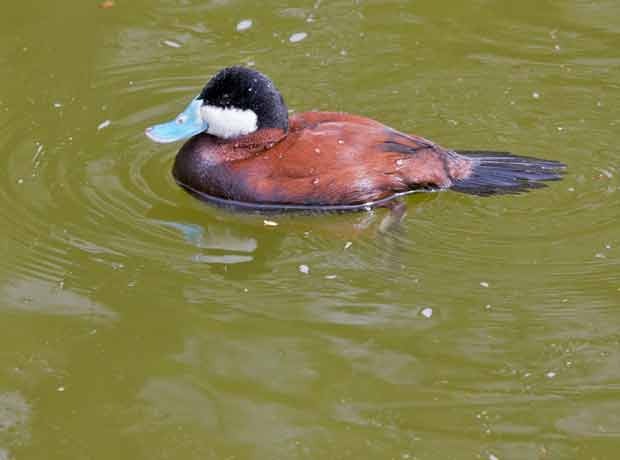male Ruddy Duck in Breeding Colors