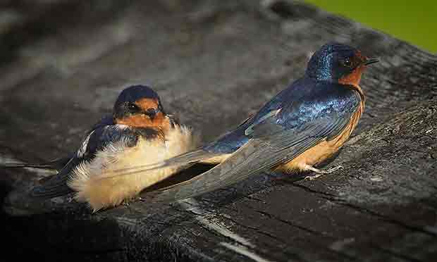 Barn Swallows 