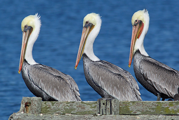 Three Pelicans in Various Breeding Colors