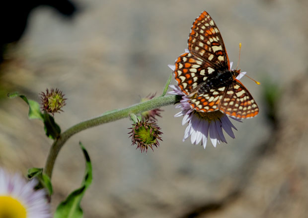 Butterfly on Aster 