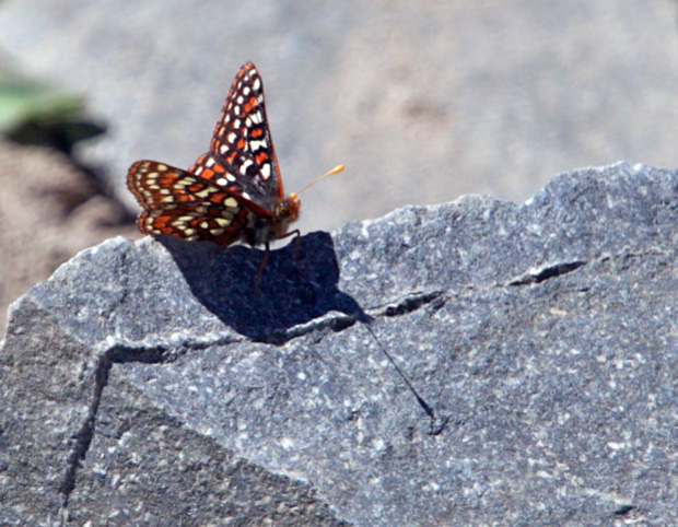 Butterlfly on Rock