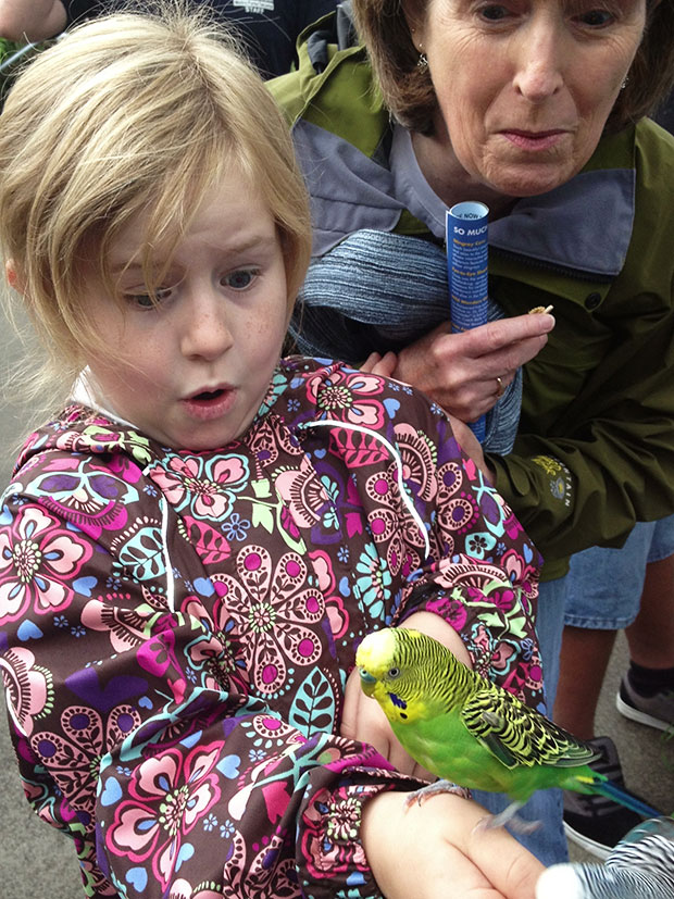 Surprised by a Budgie 