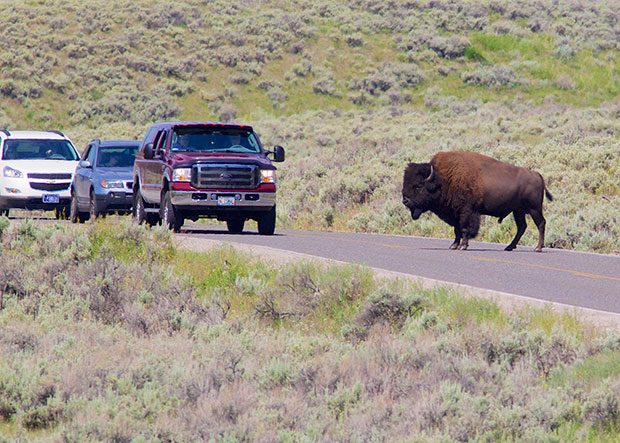 Buffalo on Road 