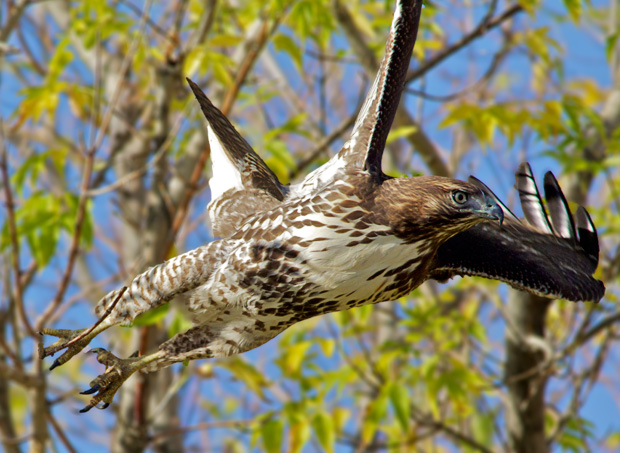 Red-Tailed Hawk taking off from tree
