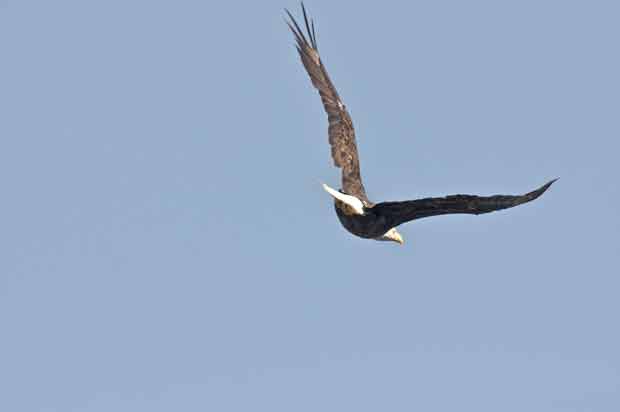 Eagle Flying Overhead