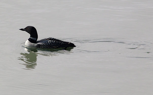 Common Loon in the Distance 