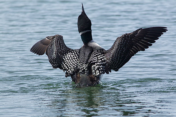 Common Loon in breeding colors 
