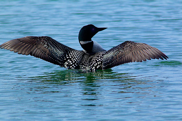  Common Loon in breeding colors 