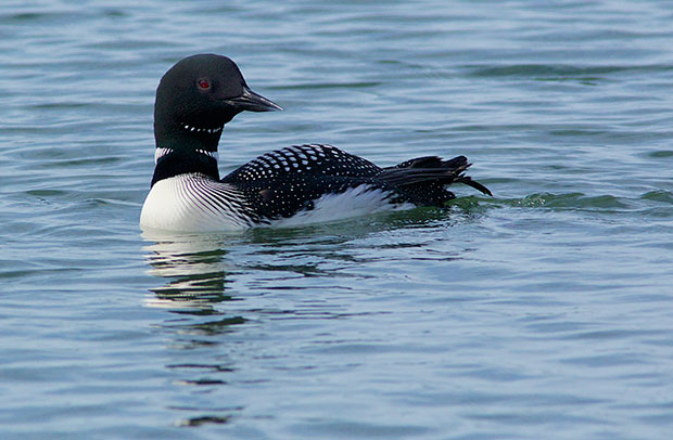 Common Loon in breeding colors  