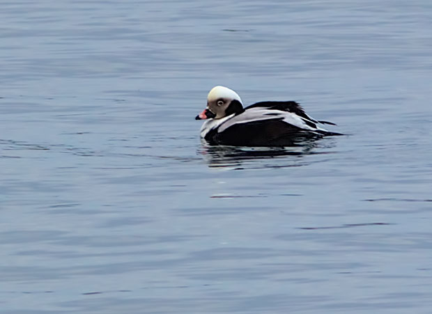Long-Tailed Duck 