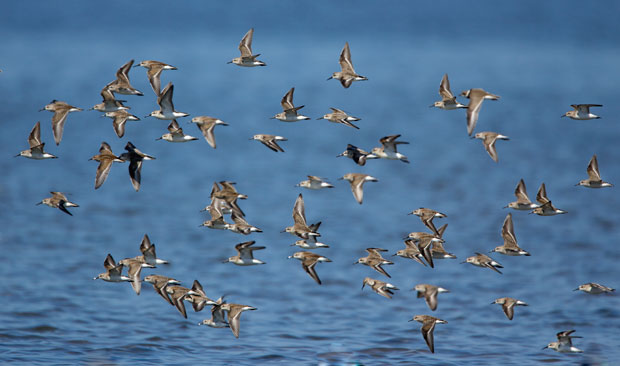 Flock of Sandpipers in Flight