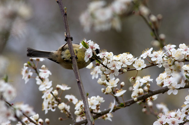 Chickadee in cherry blossoms