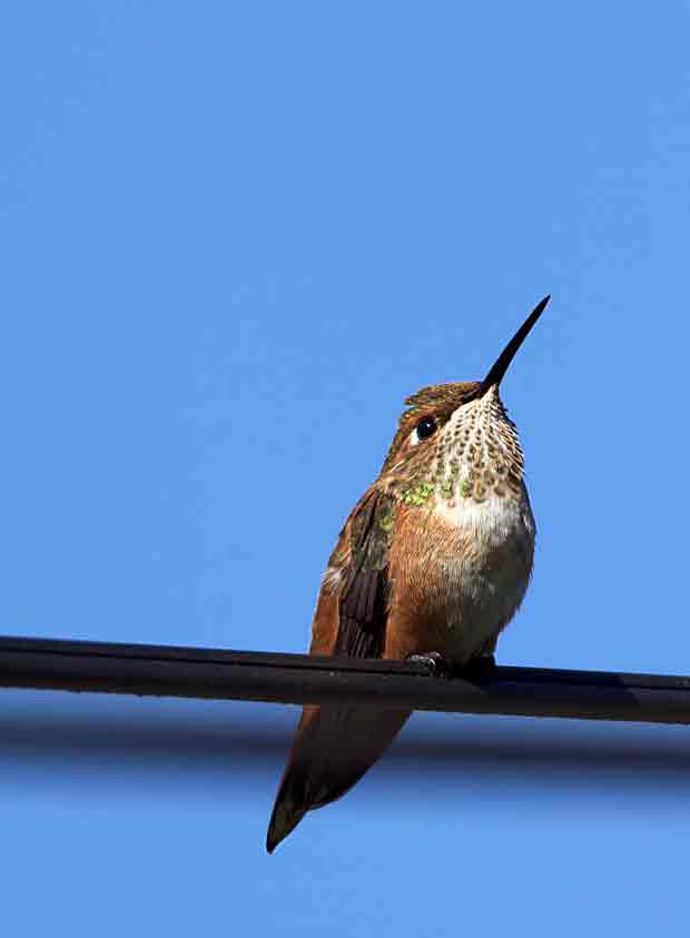 juvenile Rufous Hummingbird