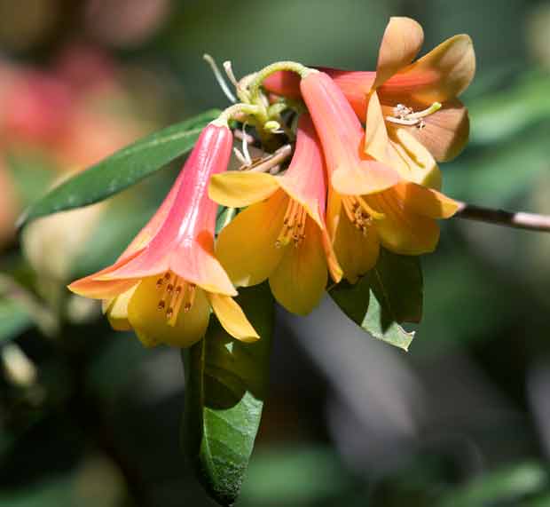  Rhododendron Cinnabarnium