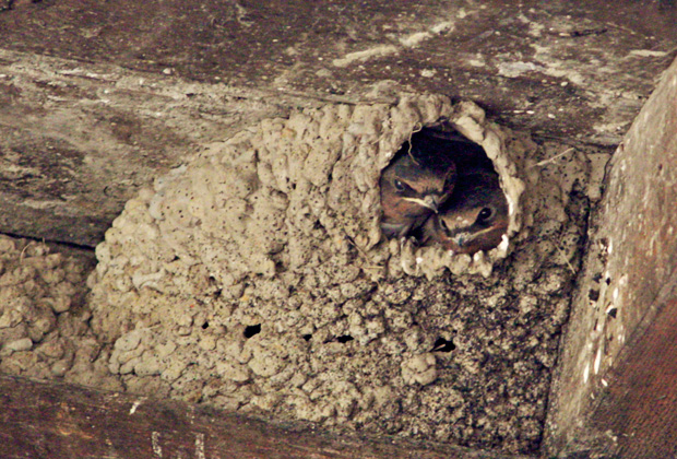 Cliff Swallow Nest 