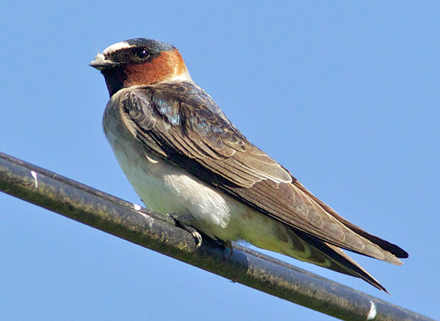 Cliff Swallow 