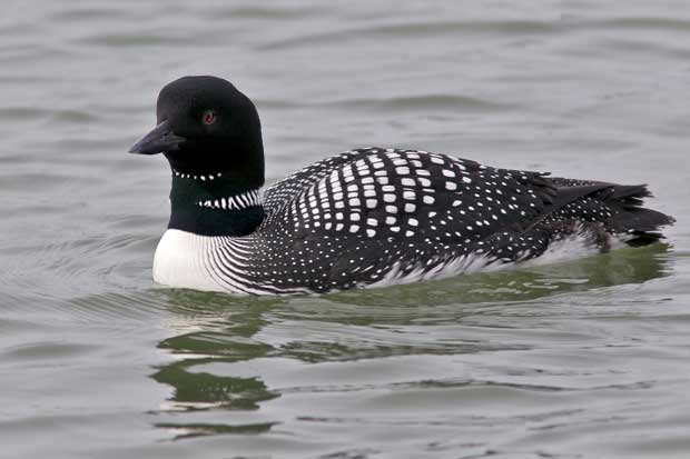 Common Loon in breeding colors