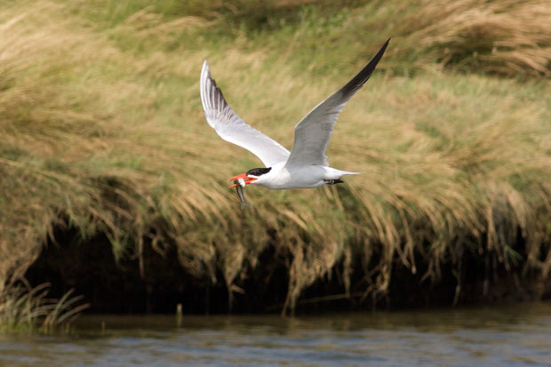 Tern with Fish in Mouth