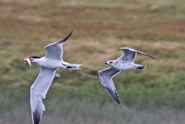 Tern being chased by Gull