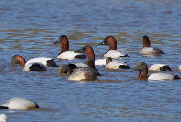 flock of Canvasback 