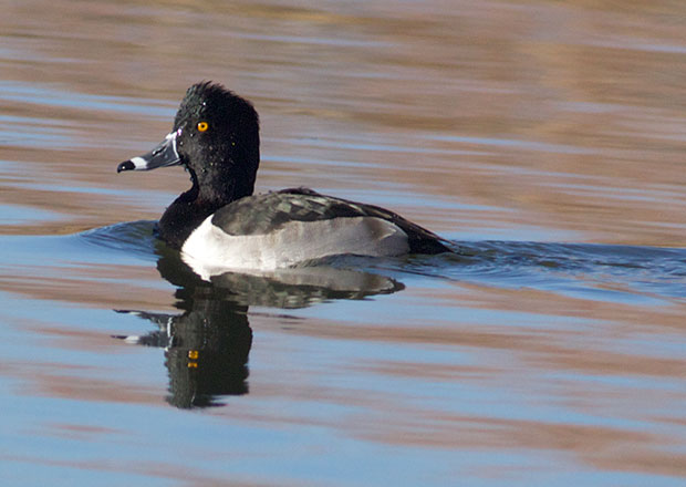  Ring-Necked Duck 