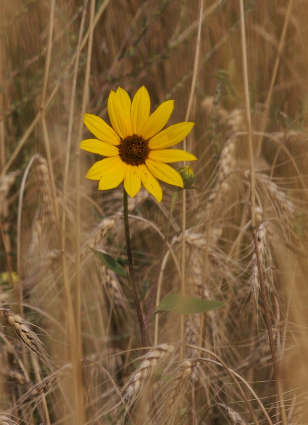 Sunflower In Grass