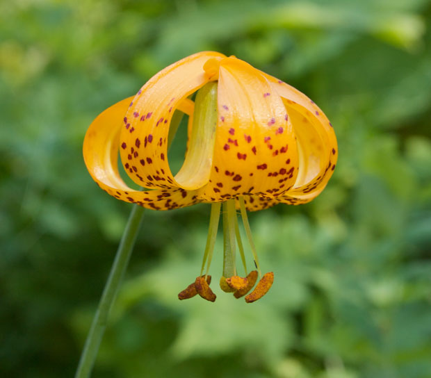 Columbia Tiger Lily