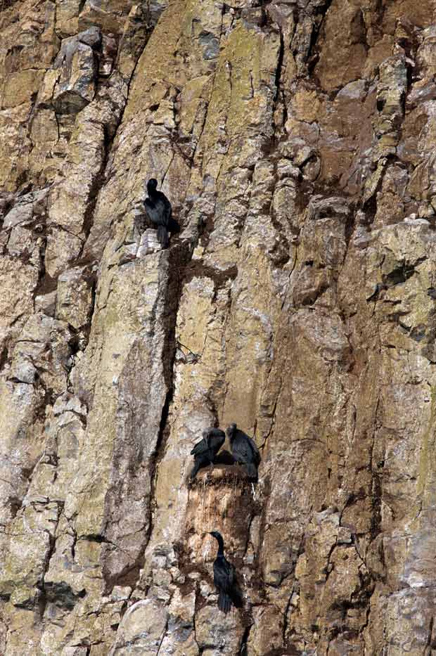 Cormorants On Cliff 