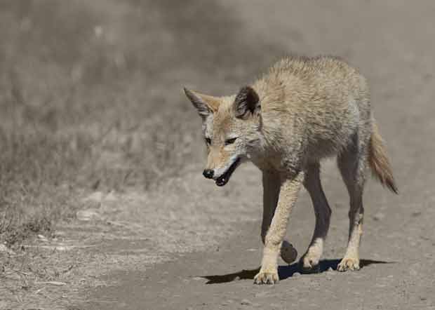 Young Coyote walking on road