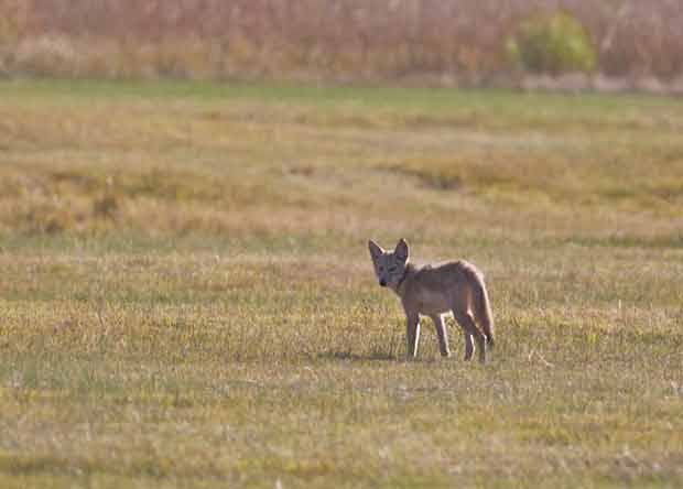 coyote in field 