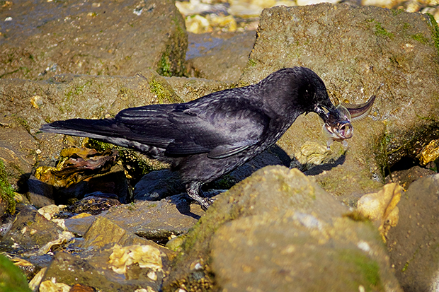 Crow with Sculpin 