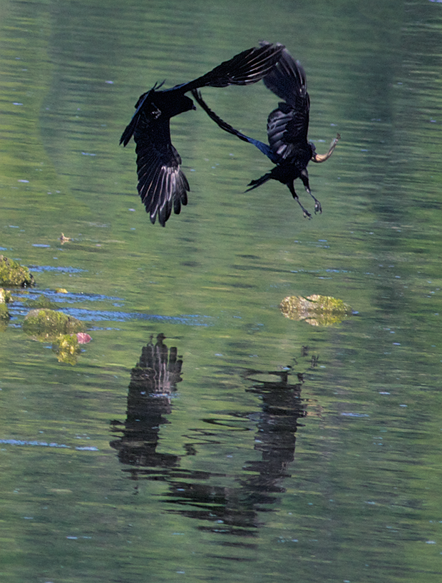 Crows fighting  over a fish 