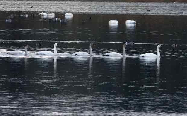 Tundra Swans All in a Row