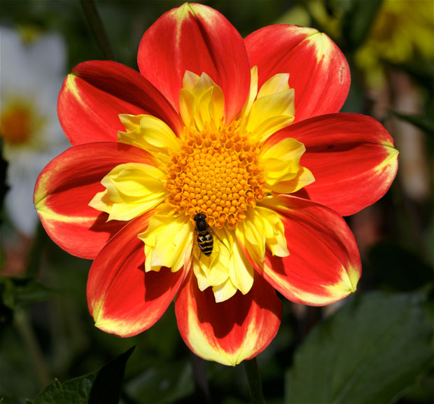 Red and Gold Dahlia with Fly