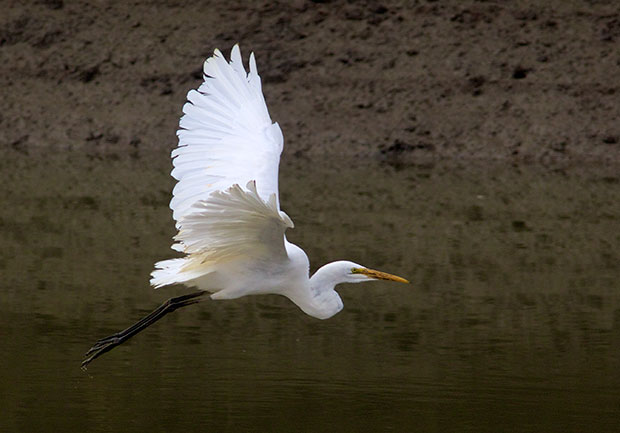 Great Egret in Flight 