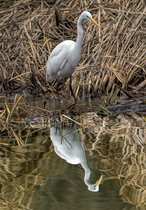 Egret with Reflection