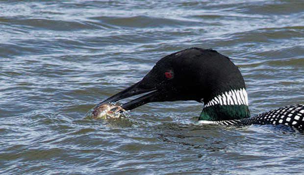 Loon with Crab