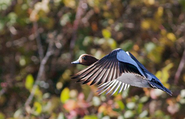 Eurasian Widgeon Flying