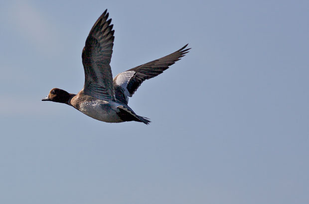 Eurasian Widgeon Flying