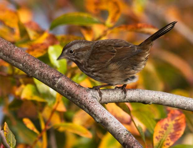 Sparrow in Fall