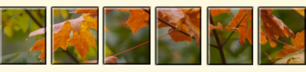 Fall Picture Tiles
