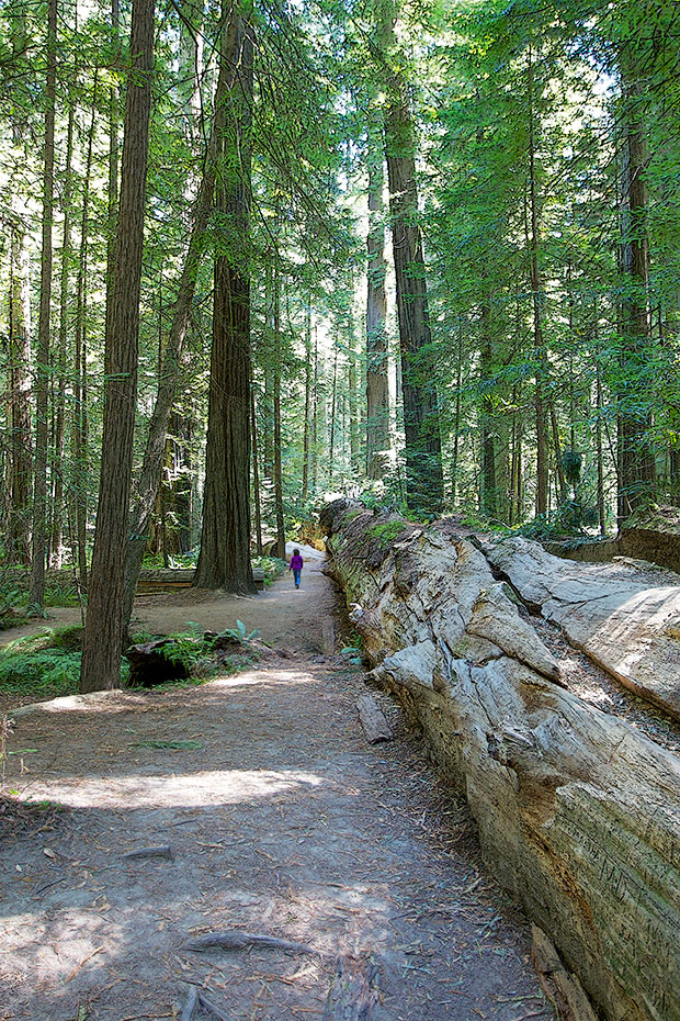 Fallen Redwood Tree 