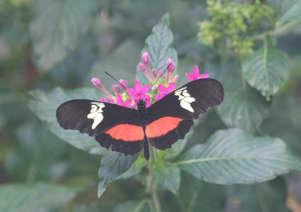 fogged image of butterfly