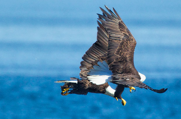 eagles fighting over fish 
