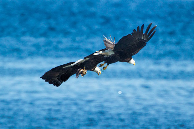 eagles fighting over fish 