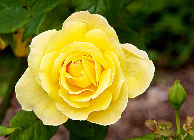 Yellow Rose 